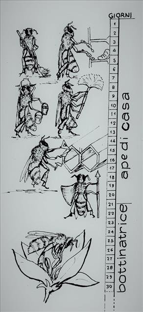  Attività svolte dalle api operaie adulte nel corso della loro vita